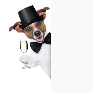 Dog toasting Foto stock