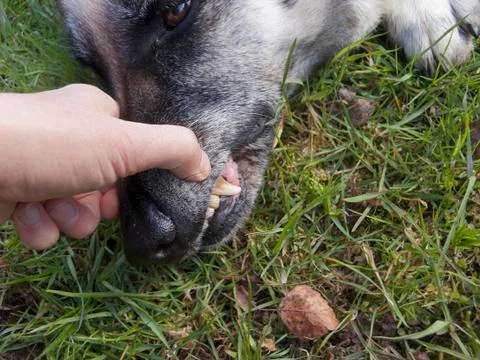 Dog tooth decay checking 写真素材