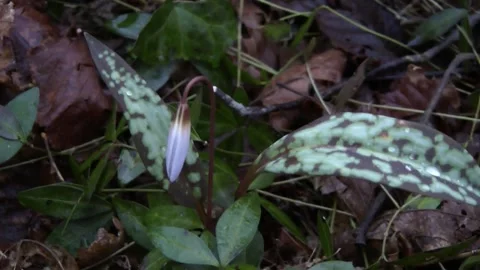 Dog tooth (flower) Stock Footage 153278109