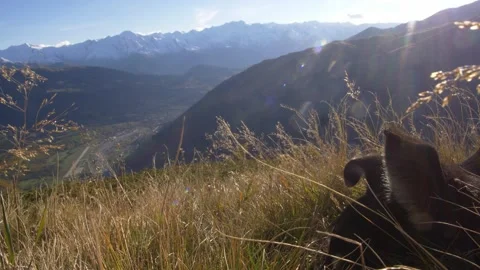 Dog on top of the mountain Stock-Footage 190721909