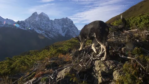 Dog on top of the mountain Vidéo 190743012