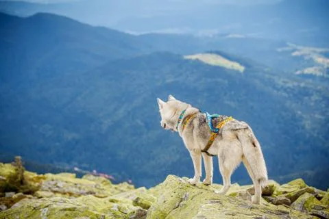 Dog on the top of the mountain Stock Photos