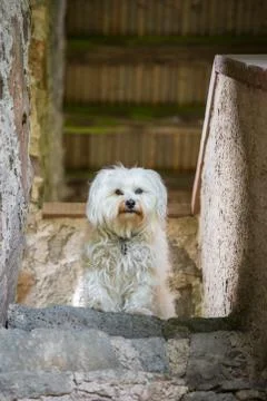 Dog top Stock Photos