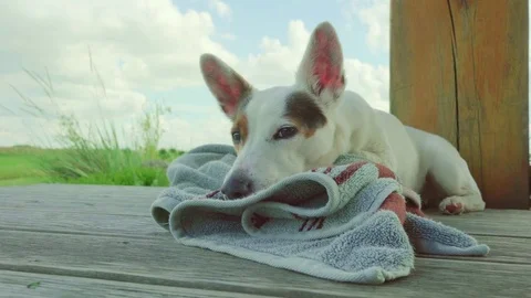 Dog on towel Stock Footage 74911262