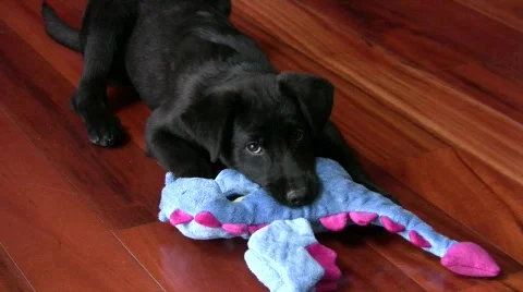 Dog with toy Video stock 686157