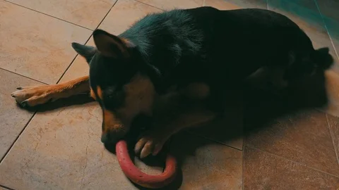 Dog with a toy	 Stock Footage 77146905