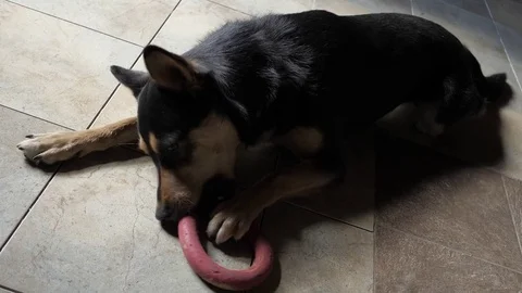 Dog with a toy	 Stock Footage 77147020