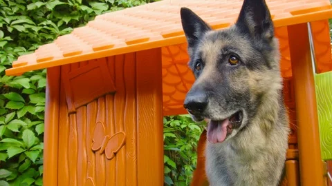 Dog In Toy House Video stock 78562569