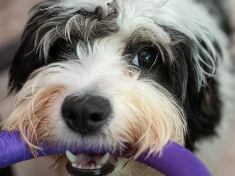 Dog with toy Stock Photos