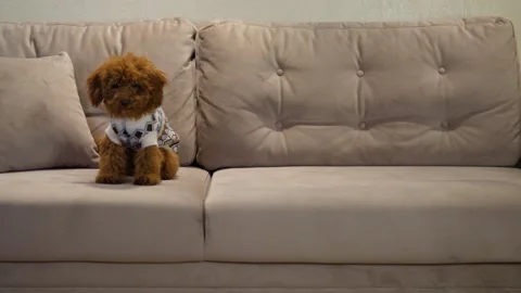 Dog Toy Poodle small color red-brown, sits on the couch, shivelet ears and lie Stock Footage 263728811