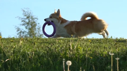 Dog with the toy in teeth Stock Footage 110705061