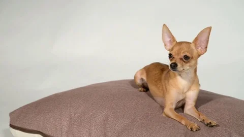 Dog toy terrier on a pillow on a white background. Stock Footage