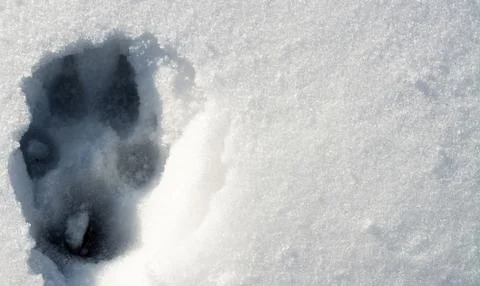 Dog trace on the snow Stock Photos