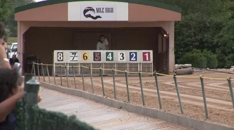 Dog Track Vídeo Stock 50897859