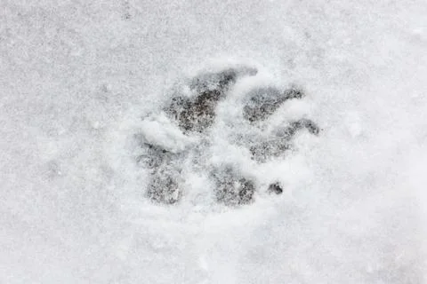 Dog track Stock Photos