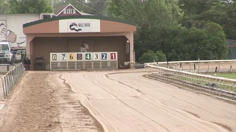 Dog Track Start Line Video stock 50897824