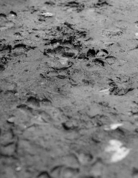 DOG TRACKS IN THE MUD Stock Photos