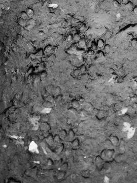 DOG TRACKS IN THE MUD Stock Photos