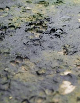 DOG TRACKS IN THE MUD Photos
