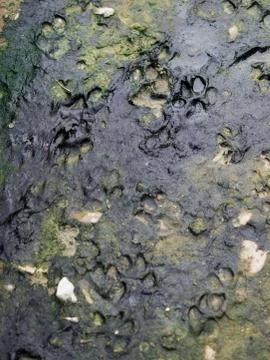 DOG TRACKS IN THE MUD Stock Photos