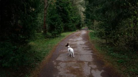 Dog on a trail in the forest Stock Photos