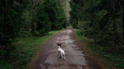 Dog on a trail in the forest Stock Photos