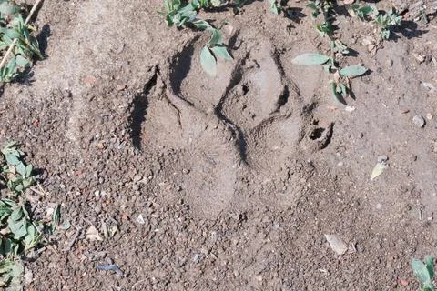 Dog trail Stock Photos