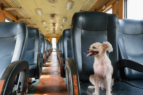 Dog on train Foto stock