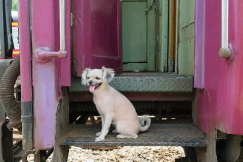 Dog on train Foto stock