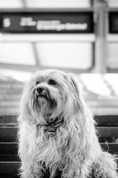 Dog at the train station Stock Photos