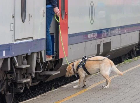 Dog at train station Foto stock