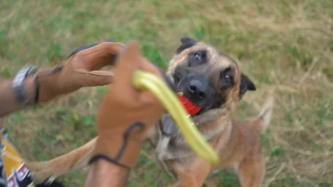 The Dog Is Trained With A Red Ball In The Forest Stock Footage 127781807