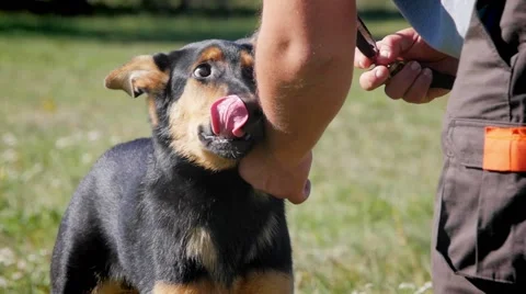 Dog trainer applying leash to young german shepherd Video stock 59965803