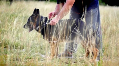 Dog trainer caressing german shepherd in the field Stock Footage 59965831