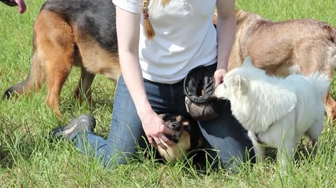 Dog trainer feeds the dogs Stock Footage 56677241