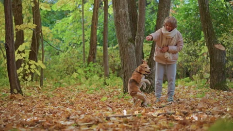 Dog trainer instructing turning command with beagle puppy in autumn forest 스톡 동영상 316684275