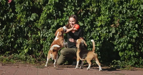 Dog trainer playing with two beagle dogs in a park Stock Footage 315762280