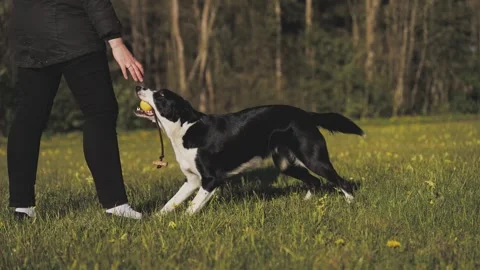 A dog trainer teaches a Border Collie to give up a toy Stock Footage 311050580