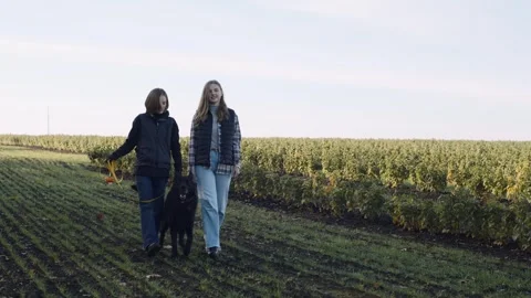 Dog trainer teaches new techniques while walking a sheepdog in a lush field Video stock 320431536