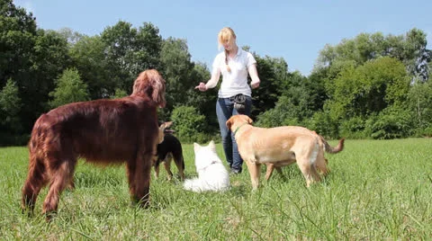 Dog trainer teaching dogs Stockbeeldmateriaal 26553491