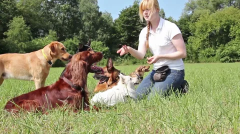 Dog trainer teaching dogs Stock Footage 29679264