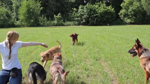 Dog trainer teaching dogs Stock Footage 29679290