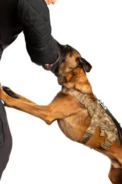 Dog trainer training attacking with a Belgian Malinois dog Stock Photos