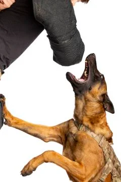 Dog trainer training attacking with a Belgian Malinois dog Stock Photos