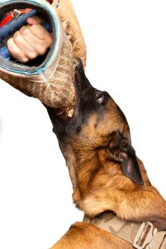 Dog trainer training attacking with a Belgian Malinois dog Stock Photos