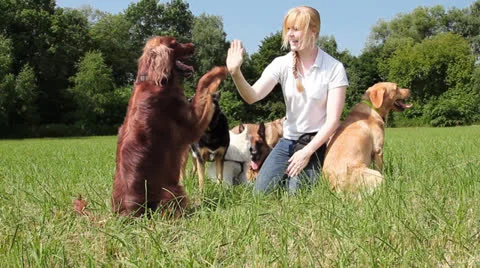 Dog trainer trains irish setter Stock Footage 26547744