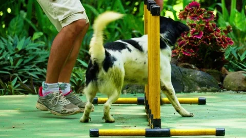 Dog in training 10 bit 4k 60fps Stock Footage 269541378