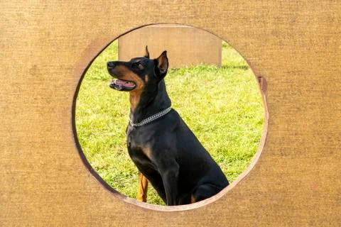 Dog in training of agility Stock Photos