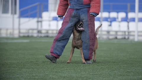 Dog training, army service dog training, sheepdog follows the trainer Stock Footage 253172920
