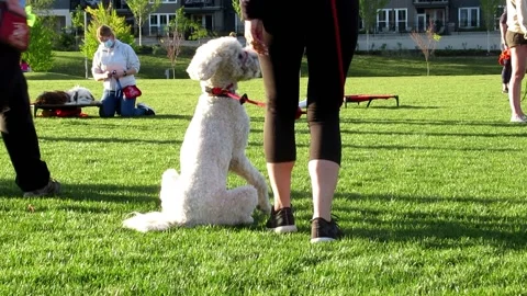 Dog training class in green park, community outdoor events Stock Footage 153447006